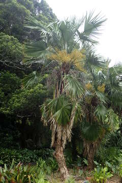 Trachycarpus martianus (Wall. ex Mart.) H. Wendl. resmi