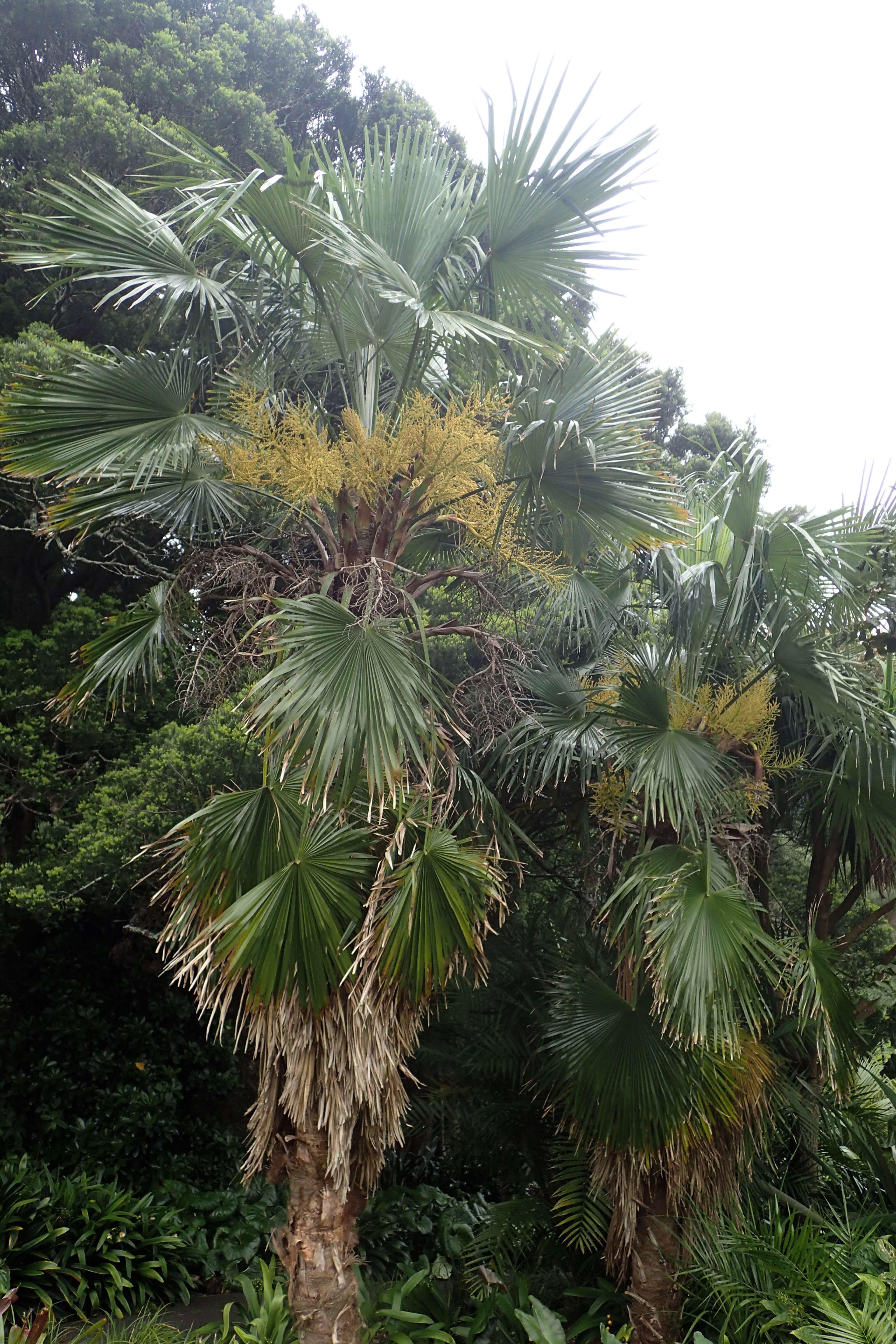 Image of Khasia Hills Fan Palm