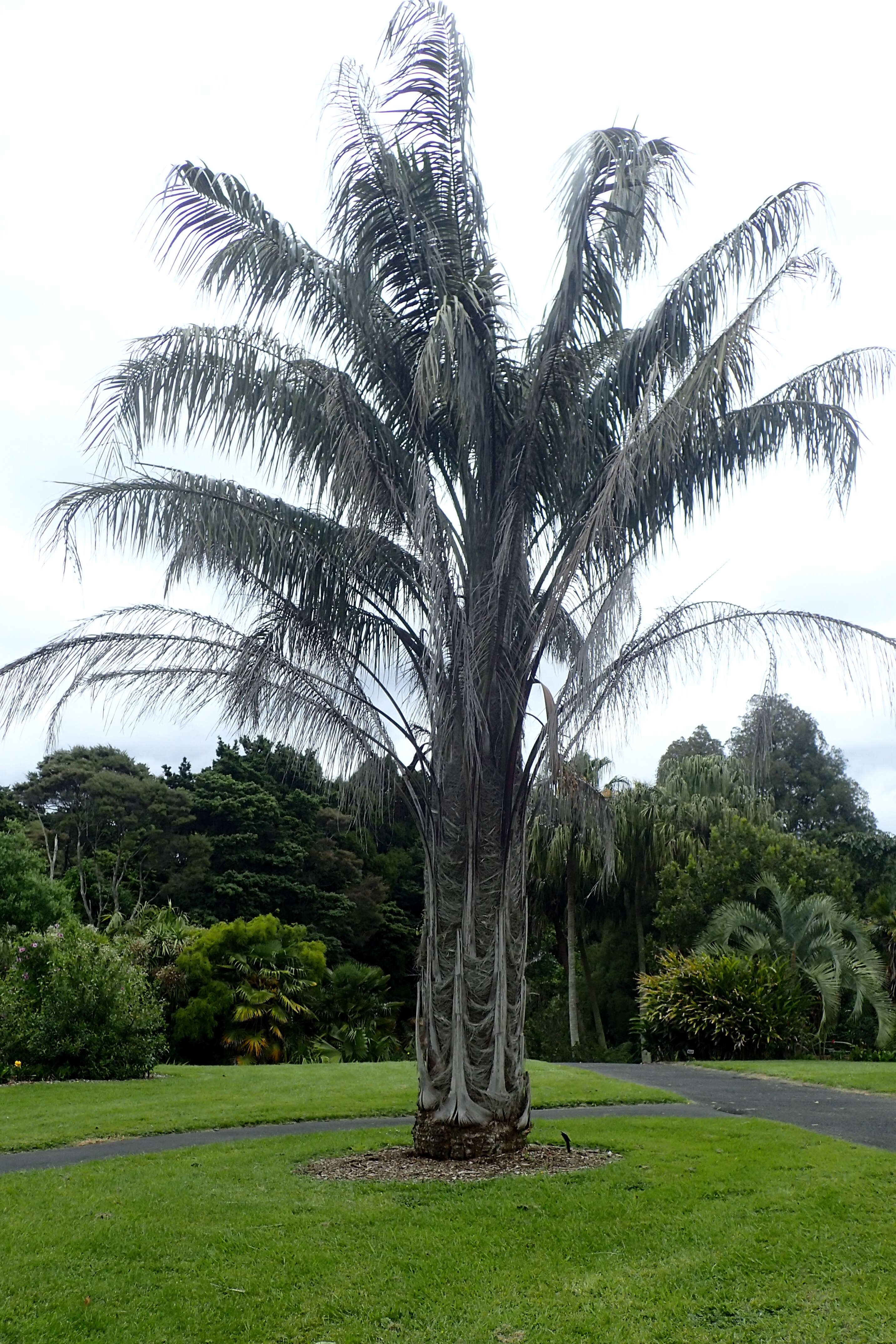 Image of Bolivian mountain coconut