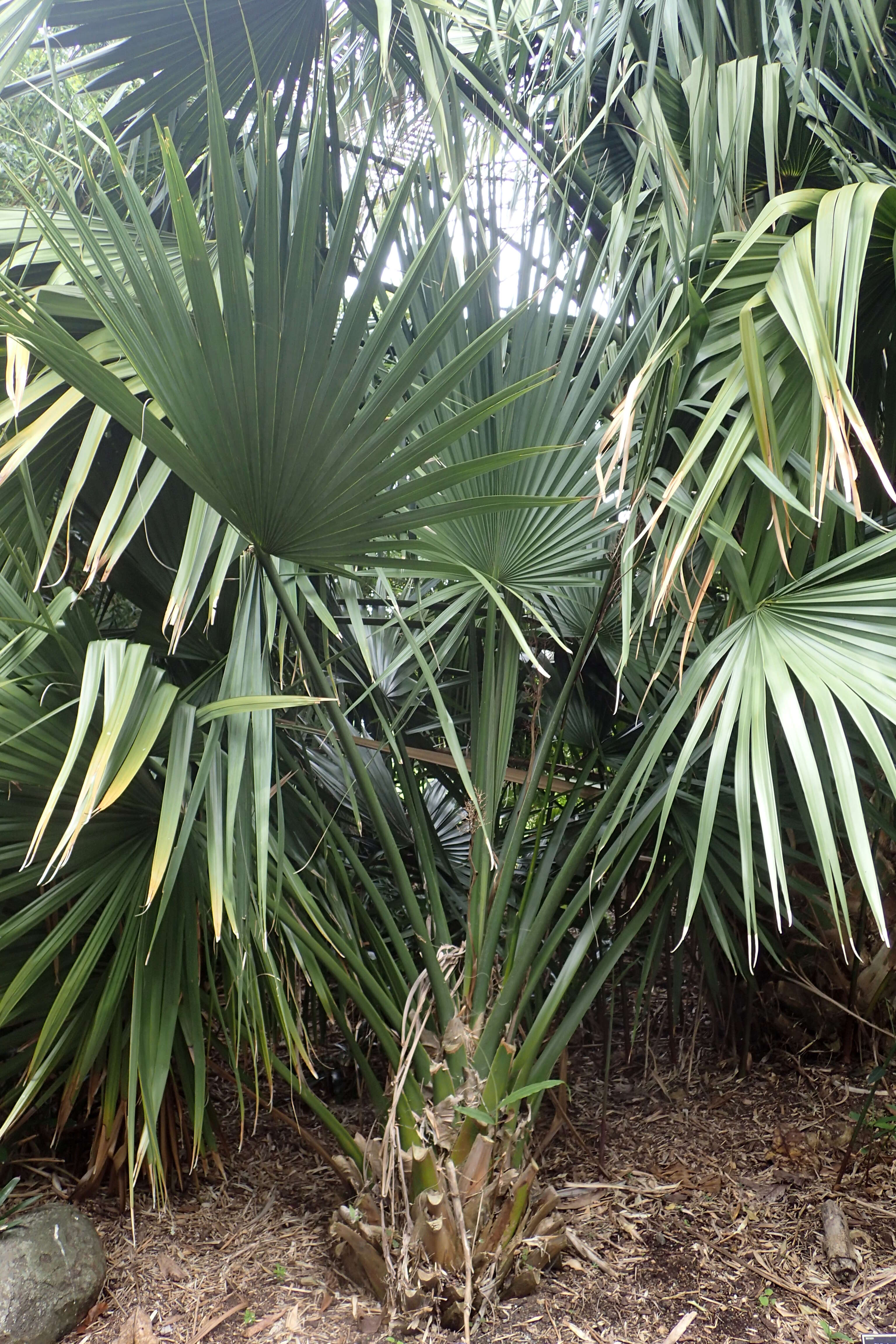 Image of dwarf palmetto