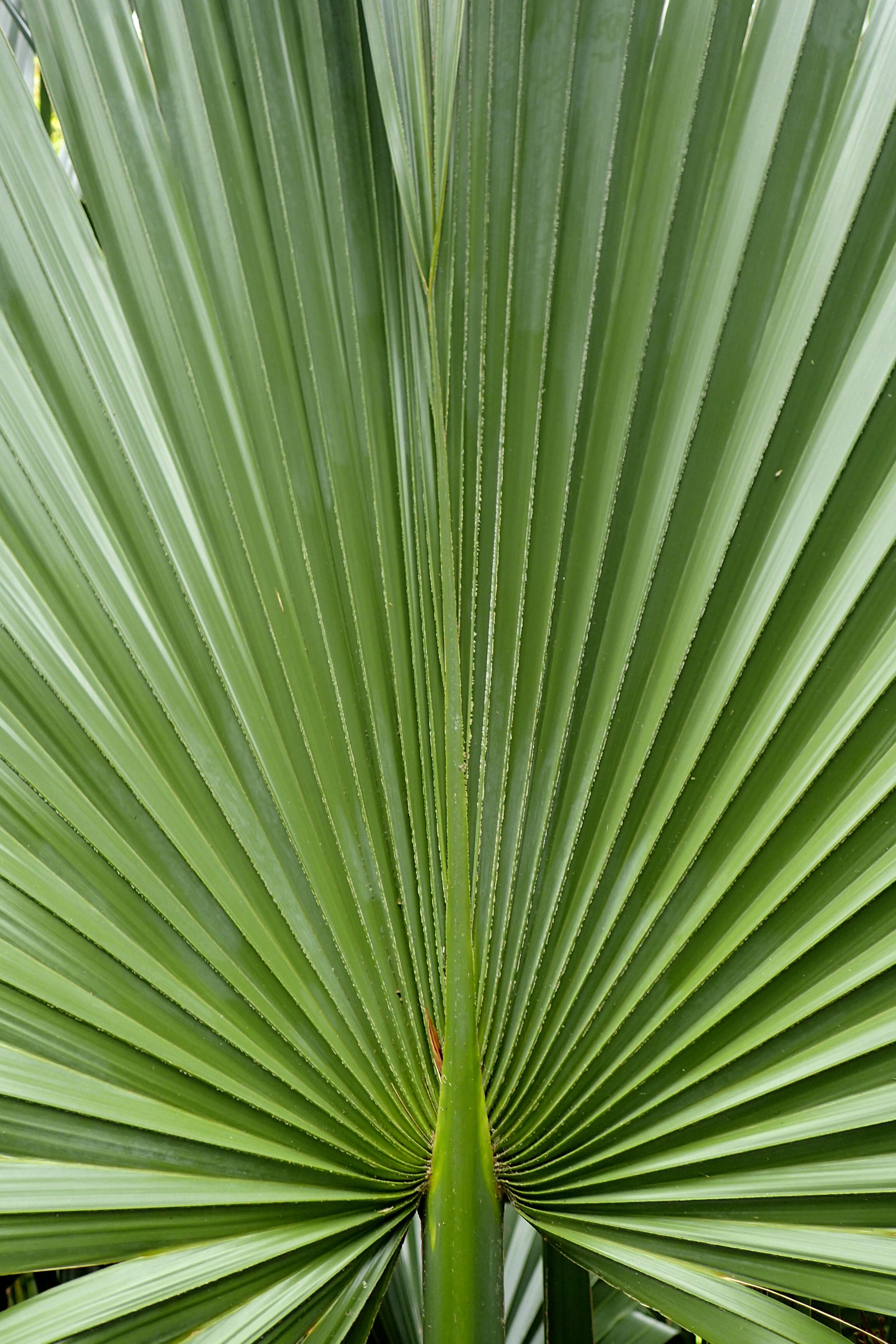 Image of dwarf palmetto