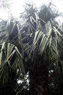 Image of Puerto Rico palmetto