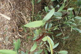 Image of Blue Berry Ginger