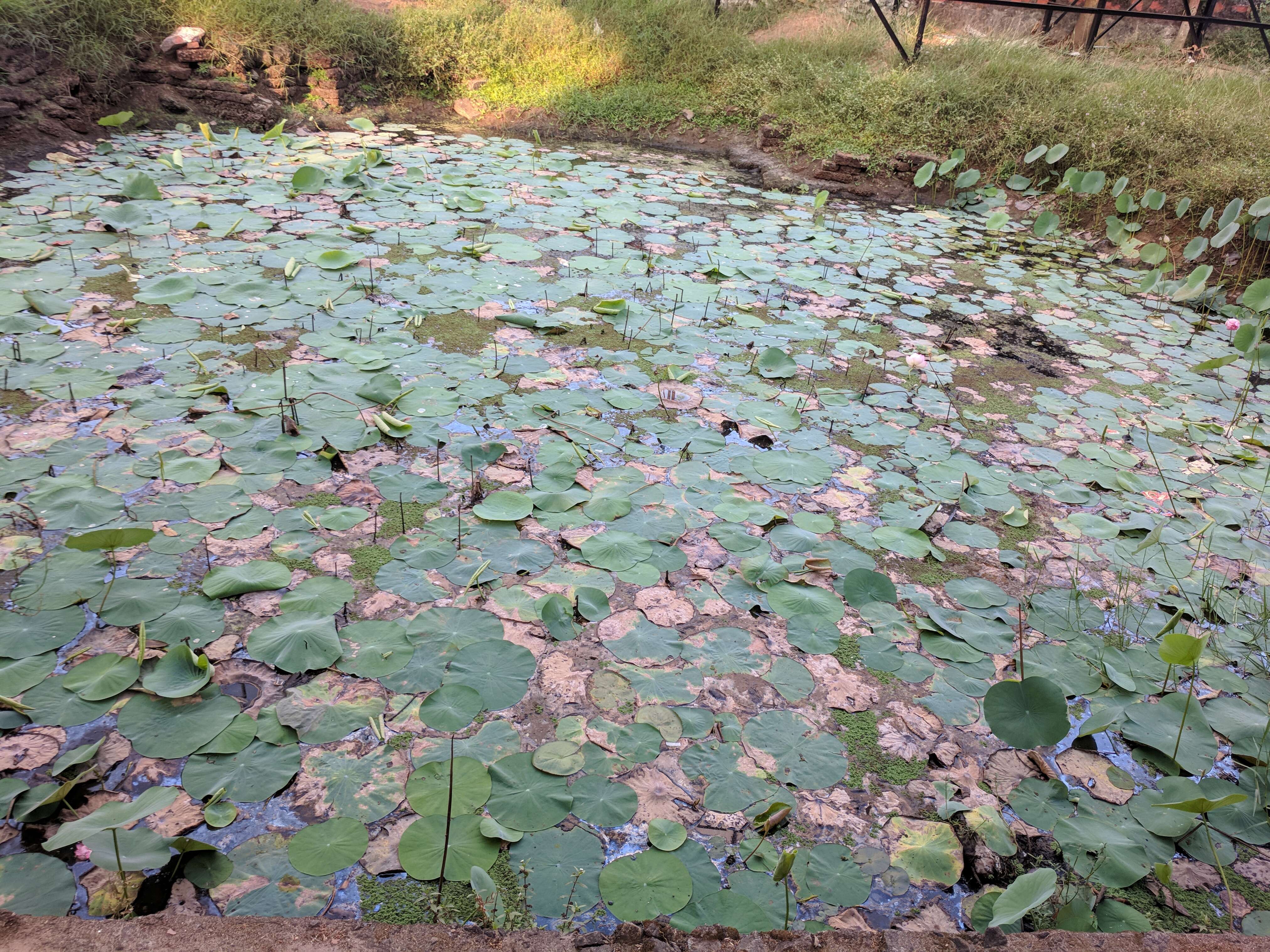 Image of sacred lotus