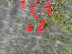 Imagem de Embothrium coccineum J. R. Forster & G. Forster