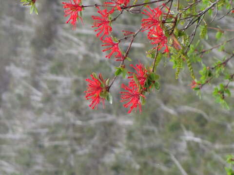 Image of Chilean firebush