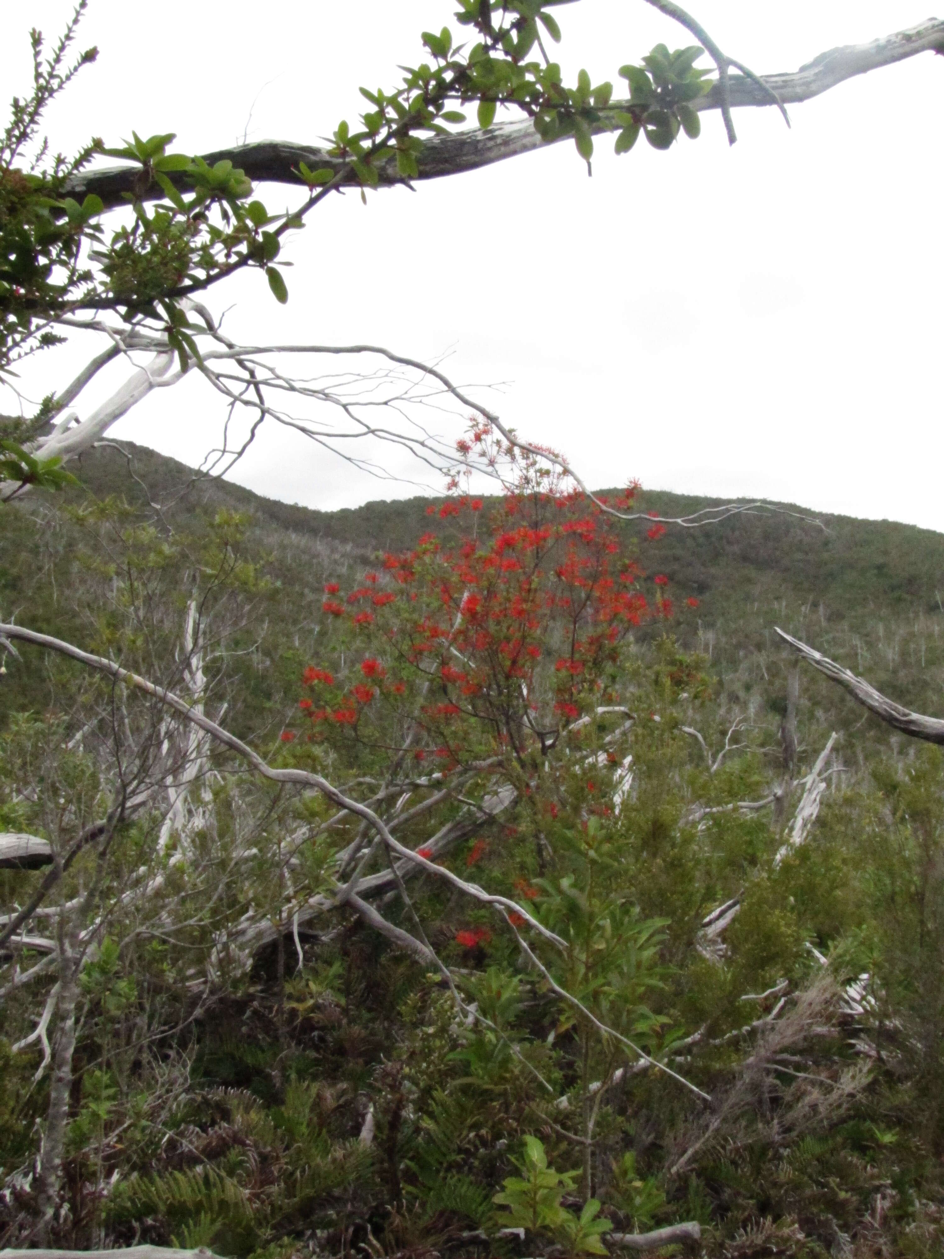 Слика од Embothrium coccineum J. R. Forster & G. Forster