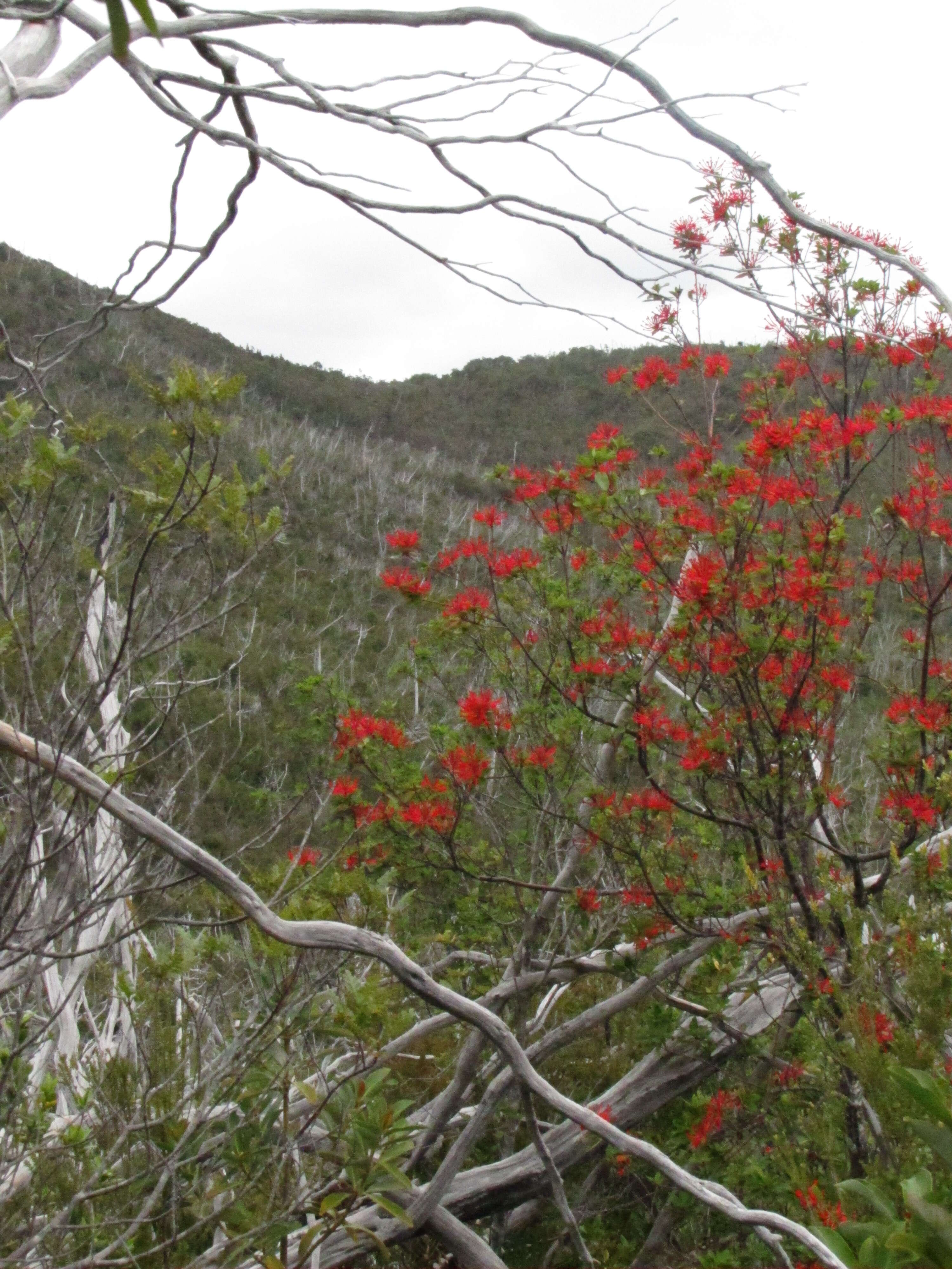 Imagem de Embothrium coccineum J. R. Forster & G. Forster