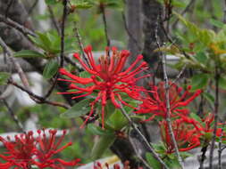 Imagem de Embothrium coccineum J. R. Forster & G. Forster