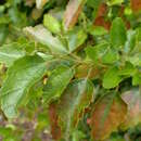 Image of Philip Island hibiscus