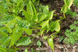 صورة Alocasia cucullata (Lour.) G. Don