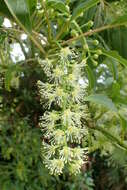 Слика од Phytolacca dioica L.