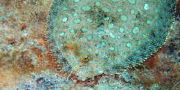 Image of Flounder