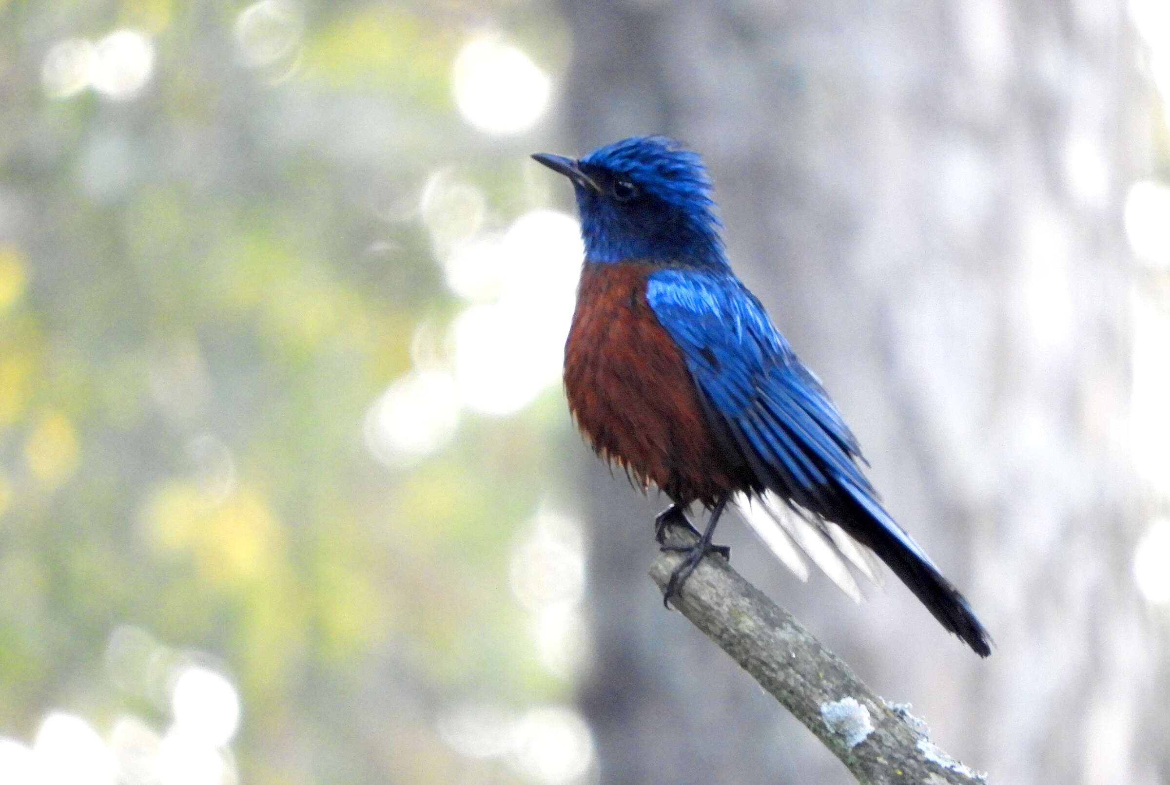 Image of Chestnut-bellied Rock Thrush