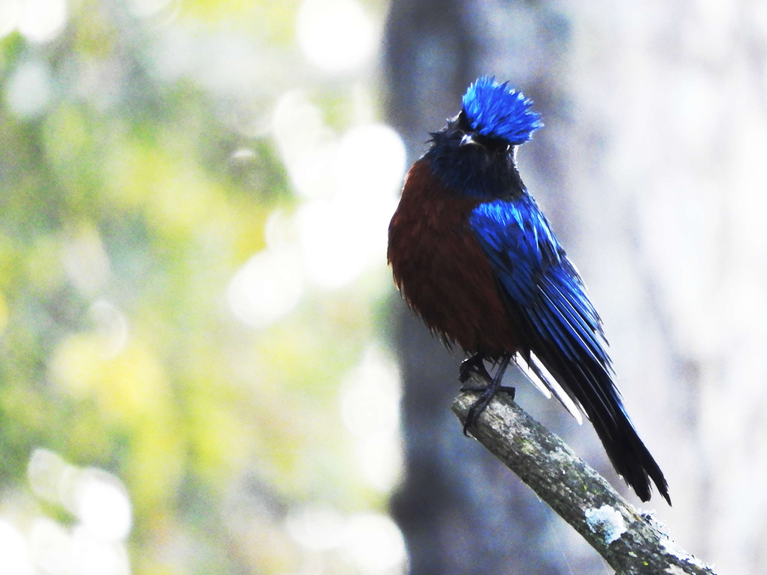 Image of Chestnut-bellied Rock Thrush