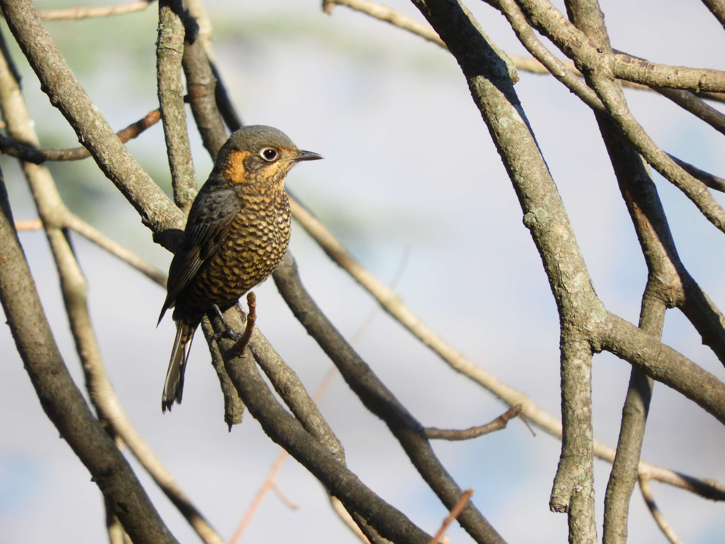 Image of Chestnut-bellied Rock Thrush