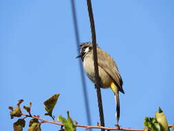 Image of Himalayan Bulbul