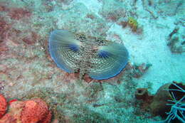 Image of Dactylopterus