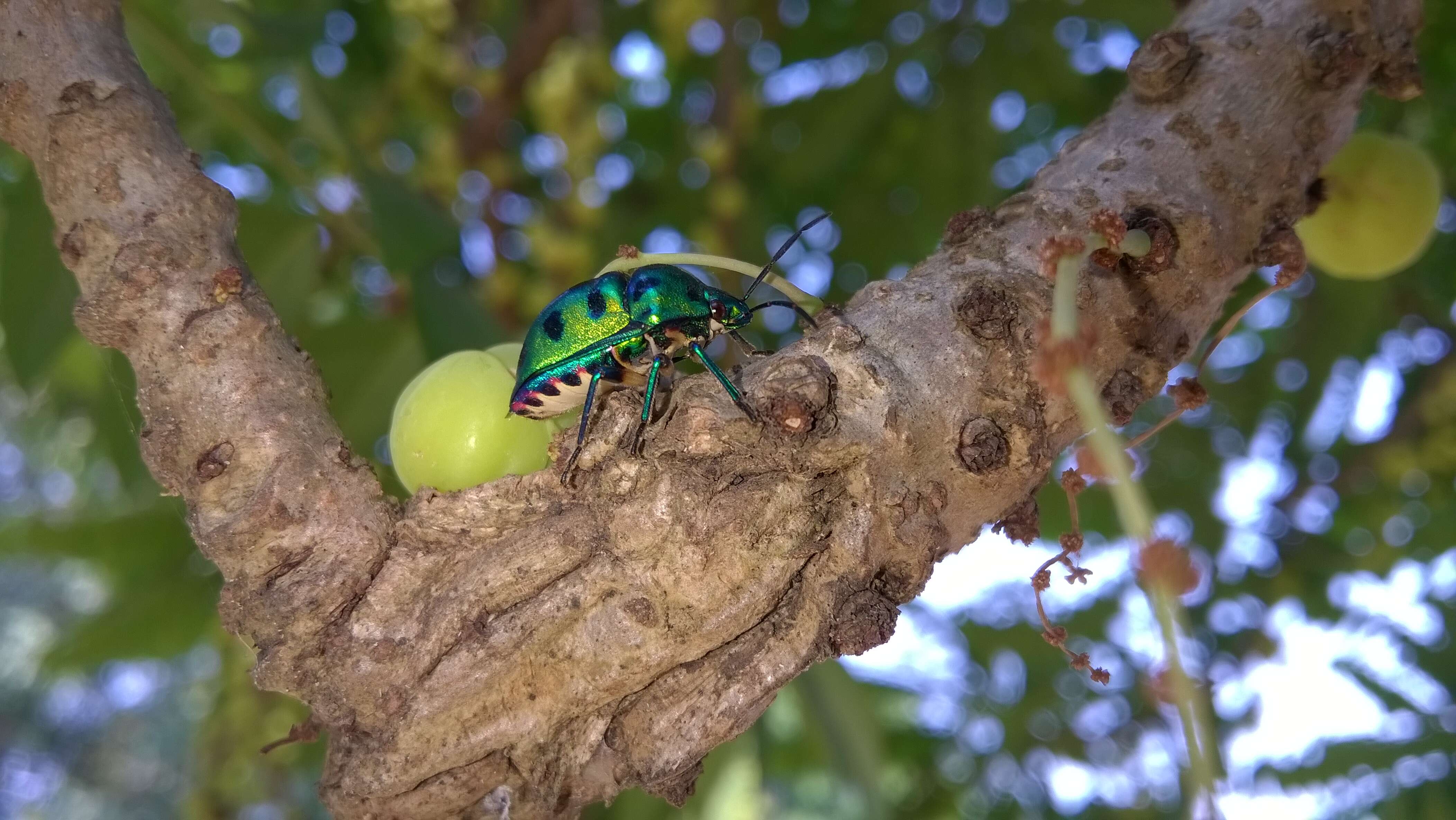 Image of <i>Chrysocoris stollii</i>