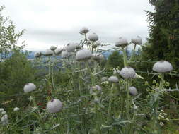 Image of woolly thistle