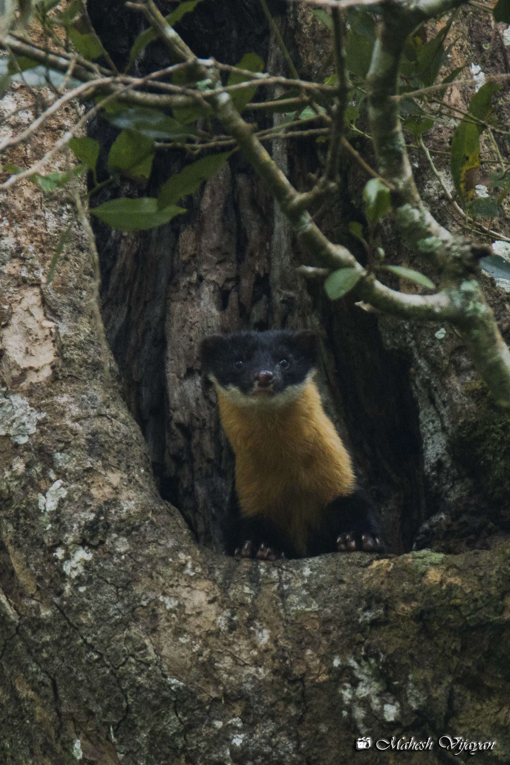 Image of Nilgiri Marten