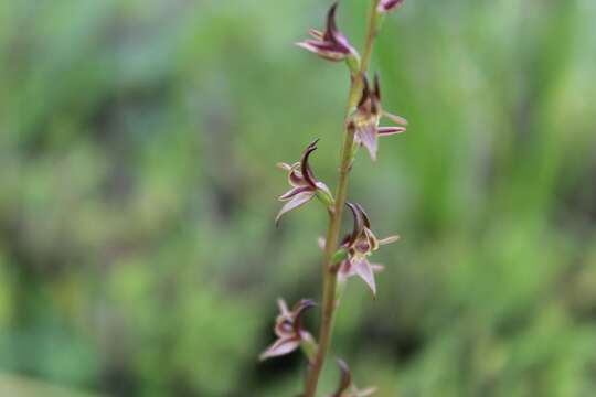 Image of Pomonal leek orchid