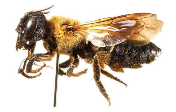 Image of giant resin bee