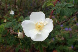 Rosa sericea Lindl. resmi