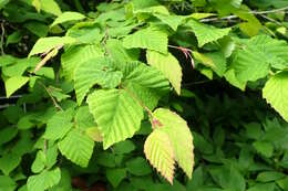 Image of Buttercup winter-hazel