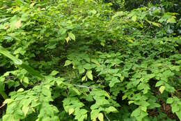 Image of Buttercup winter-hazel