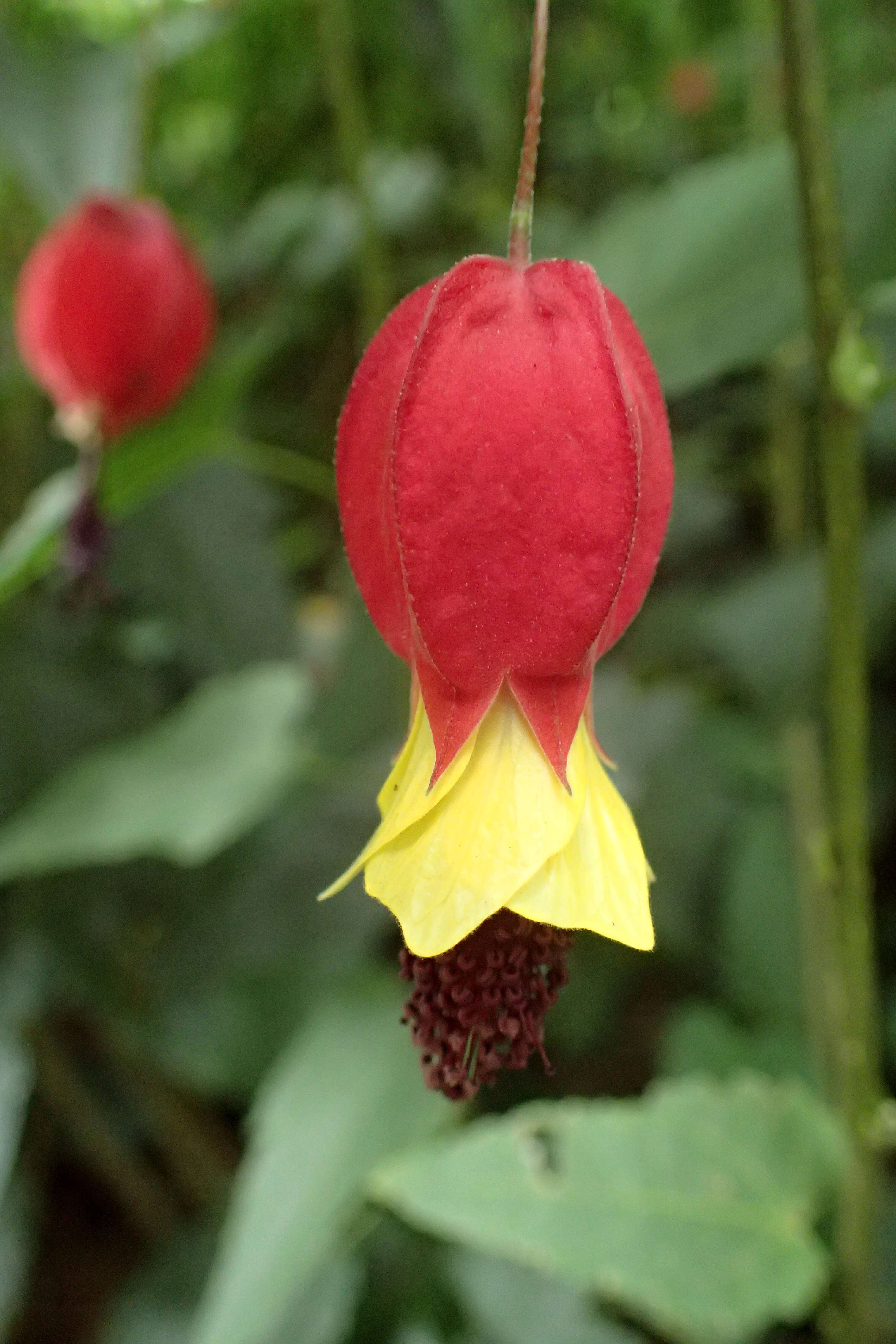 Image of trailing abutilon