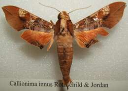 Image of Callionima inuus (Rothschild & Jordan 1903)