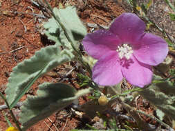 Image of Hill hibiscus