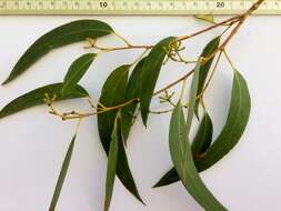 Image of scribbly gum