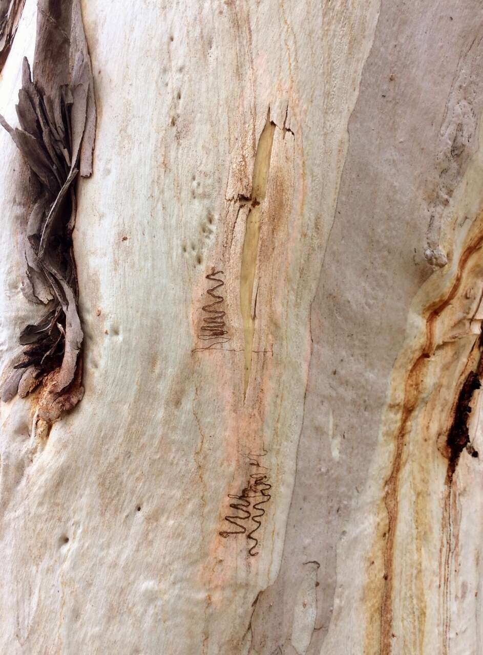 Image of scribbly gum