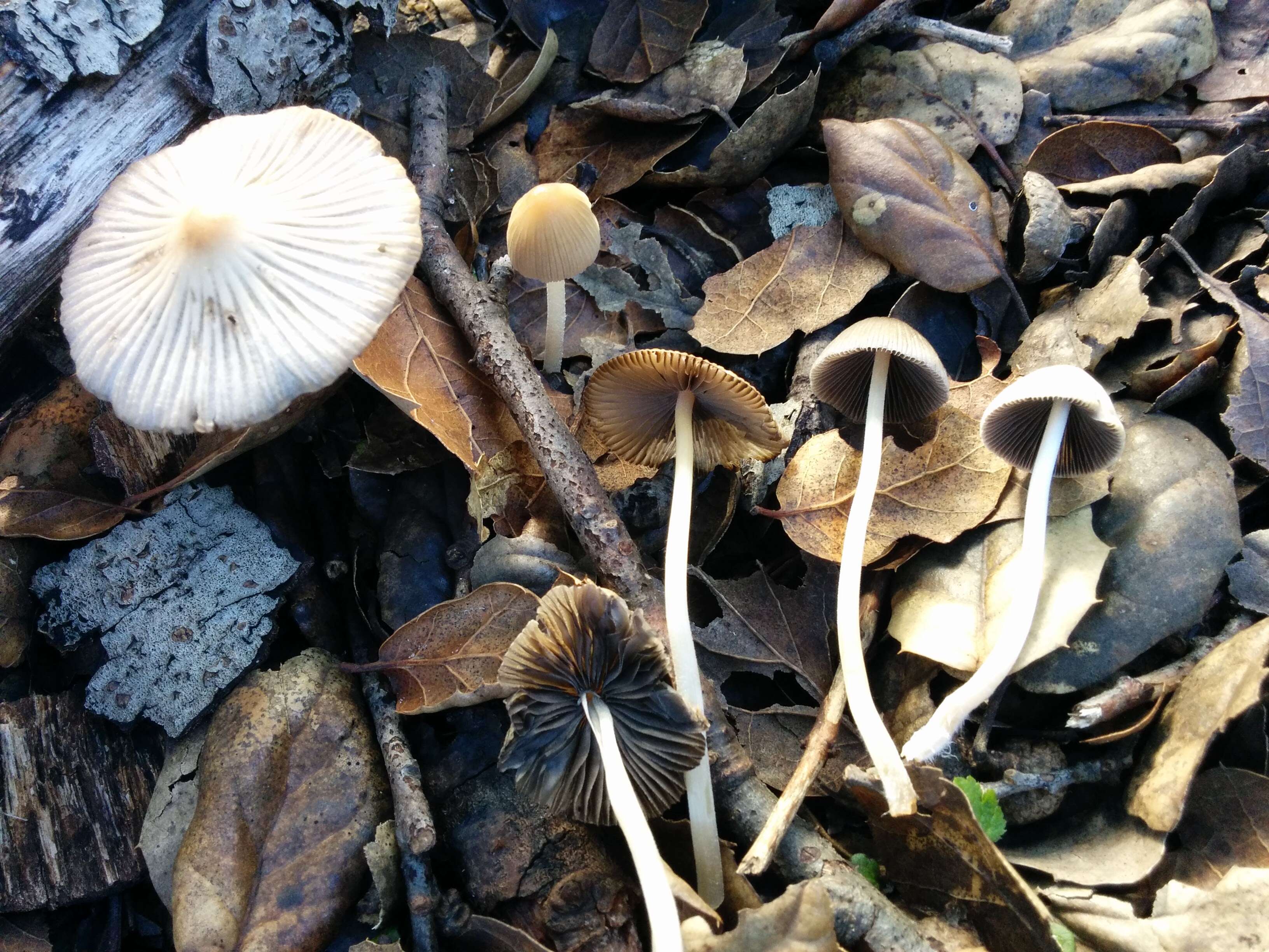 Coprinellus impatiens (Fr.) J. E. Lange 1938 resmi