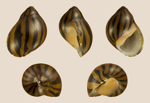 Image of Vittina turrita (Gmelin 1791)