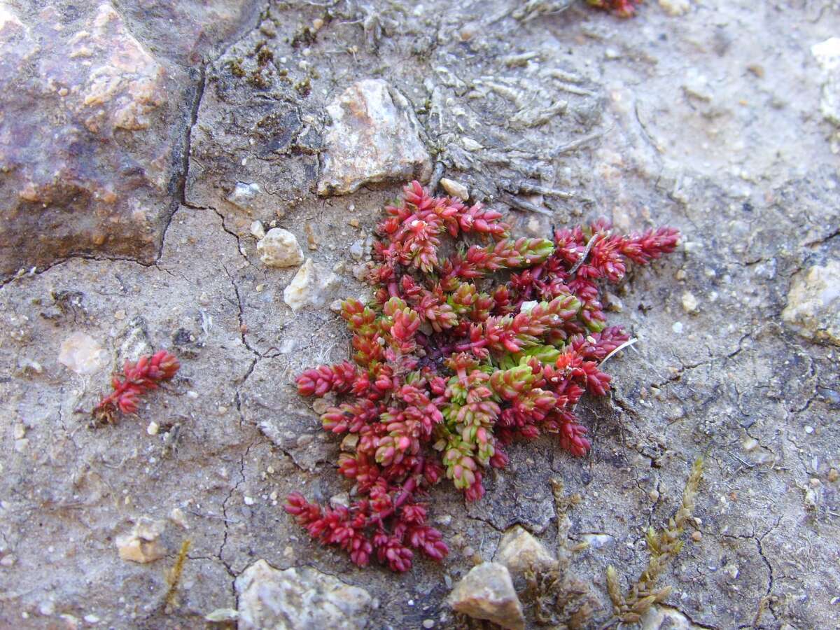 Crassula tillaea Lester-Garland resmi