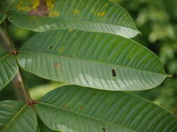 Image of Spondias pinnata (L. fil.) Kurz