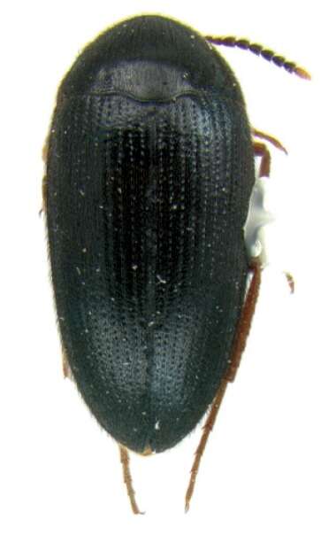 Image of Eustrophopsis bicolor (Fabricius 1798)