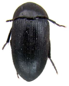 Image of Eustrophopsis confinis (Le Conte 1866)