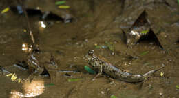 Image of Pearse's mudskipper