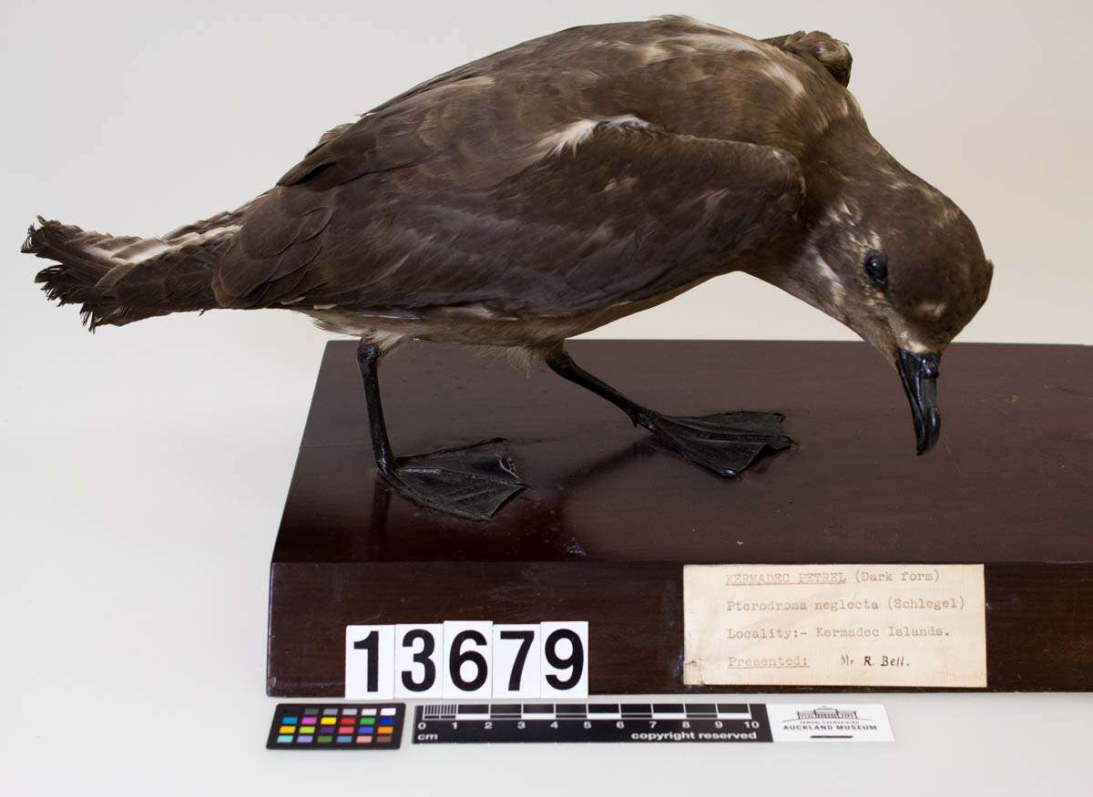 Image of Kermadec Petrel