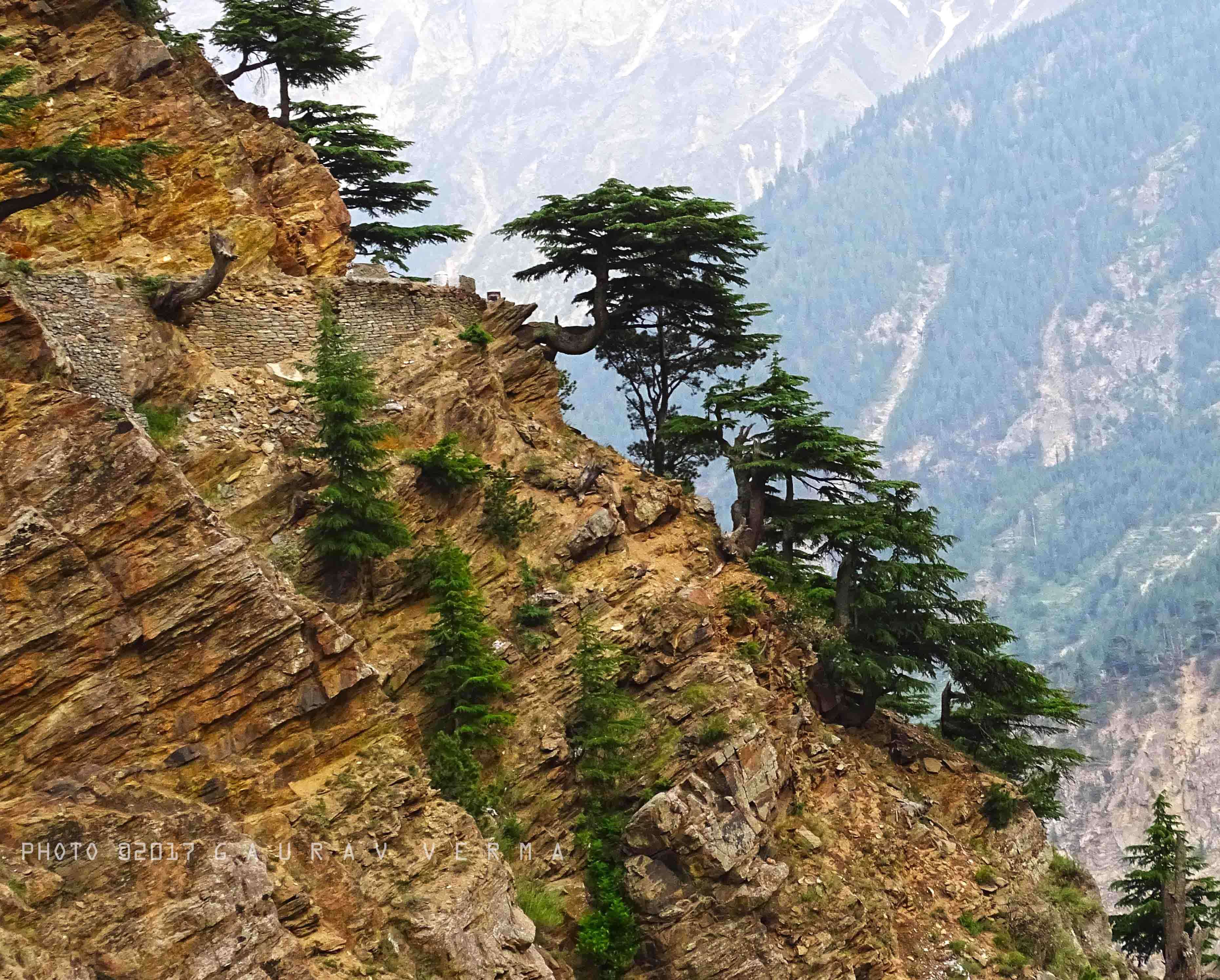 Image of Deodar cedar