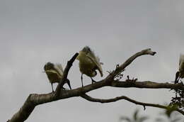 Image of Black-headed Ibis