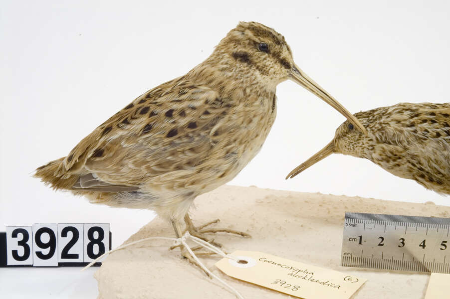 Image of Auckland Snipe