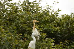 Image of Eastern Cattle Egret