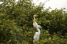 Image of Eastern Cattle Egret