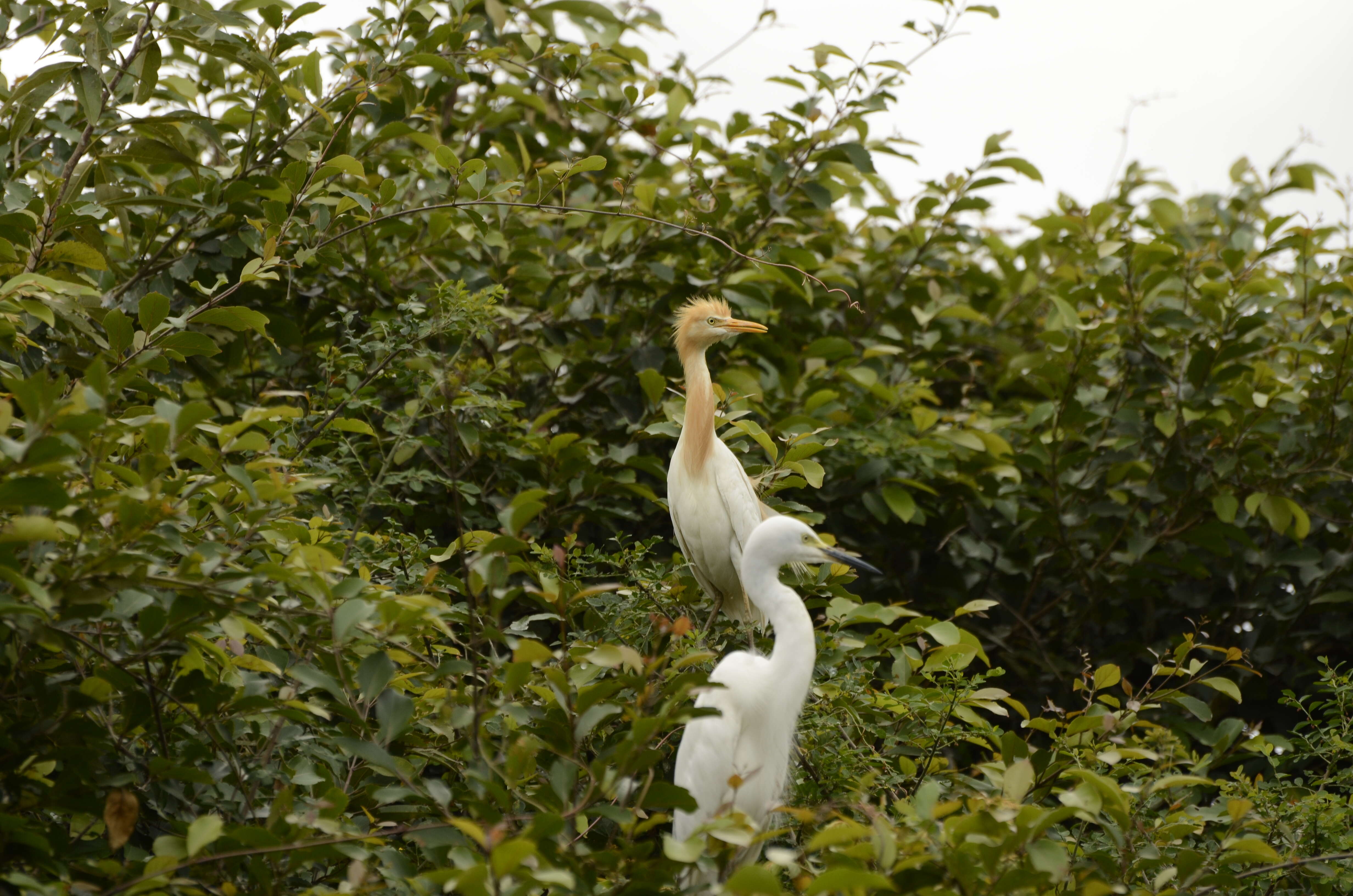 Bubulcus coromandus (Boddaert 1783) resmi