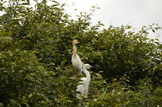 Image of Eastern Cattle Egret